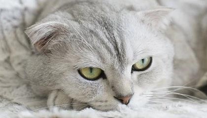 随机豪门对战！法国女队迎战西班牙，这场比赛谁会笑到最后，法国女篮西班牙女篮直播