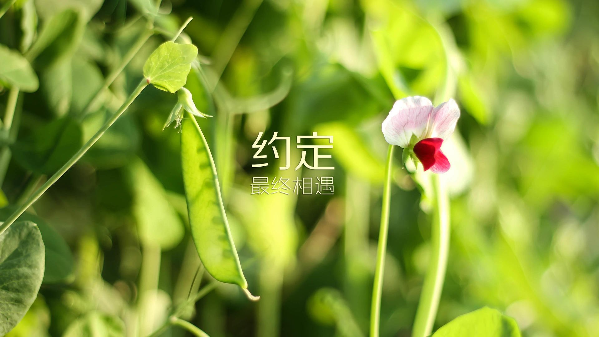 意甲赛季精彩不断，表现突出的球员成为焦点，意甲赛制介绍