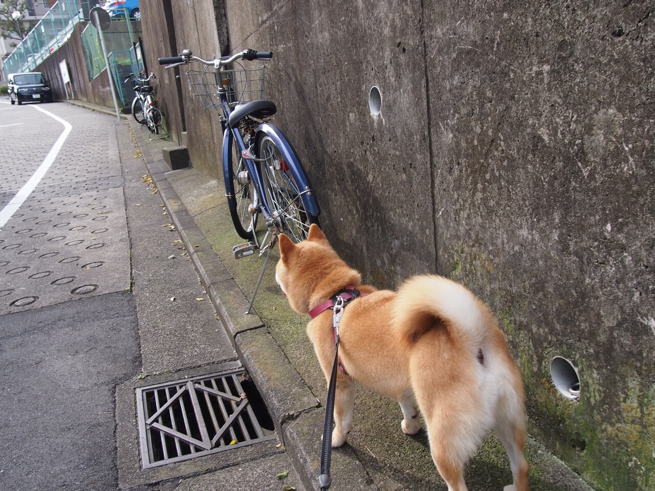 上海海港球员赛后采访,上海海港队主帅