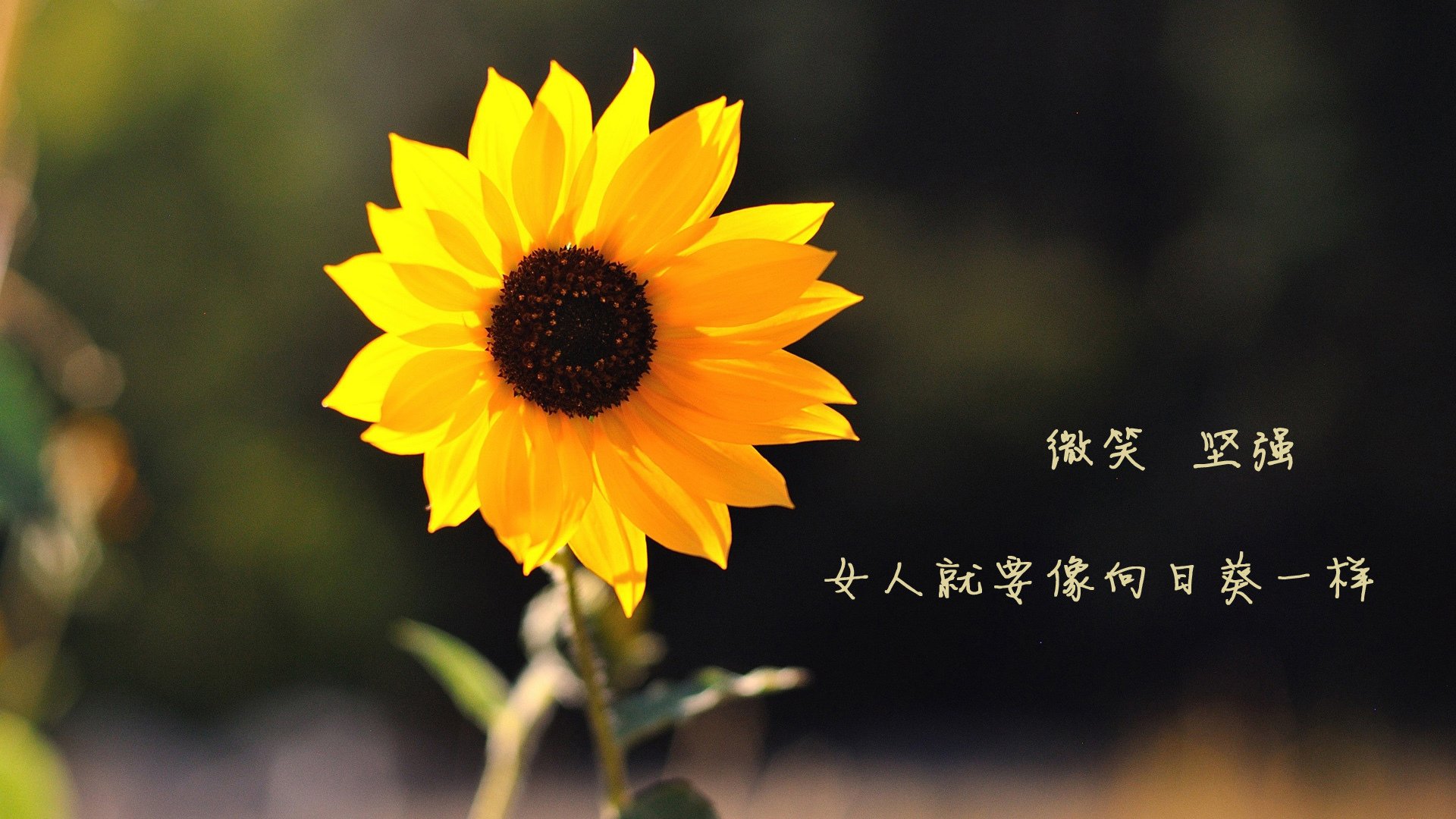 拜仁慕尼黑在比赛中展现出强大实力，轻松击败对手，拜仁慕尼黑对战