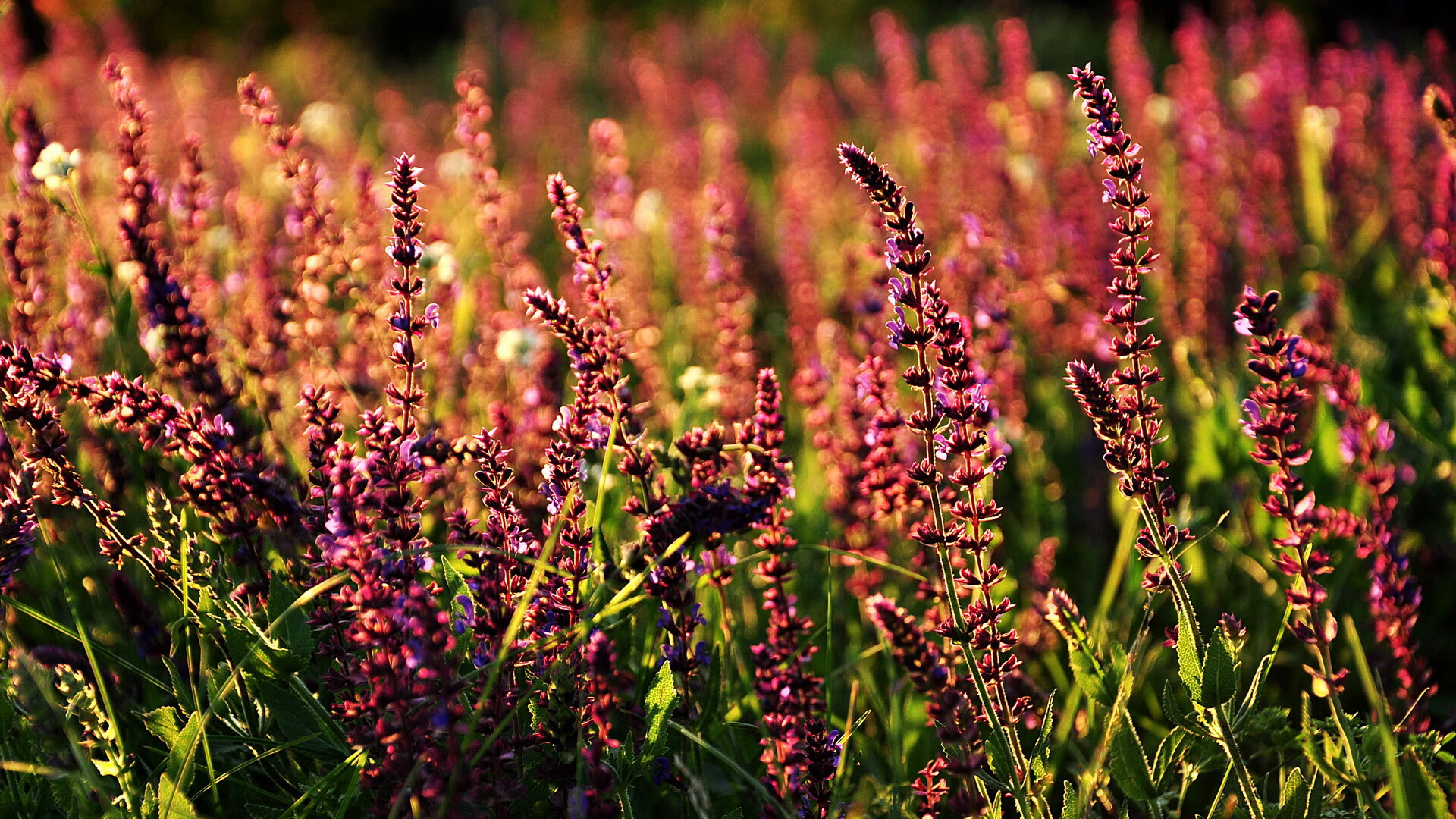 AYX体育官网-切尔西防守体系成决胜关键因素，切尔西防守怎么这么强