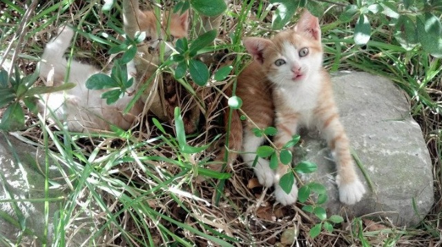切尔西在世界杯模式首秀中脱颖而出,切尔西世俱杯输给谁了