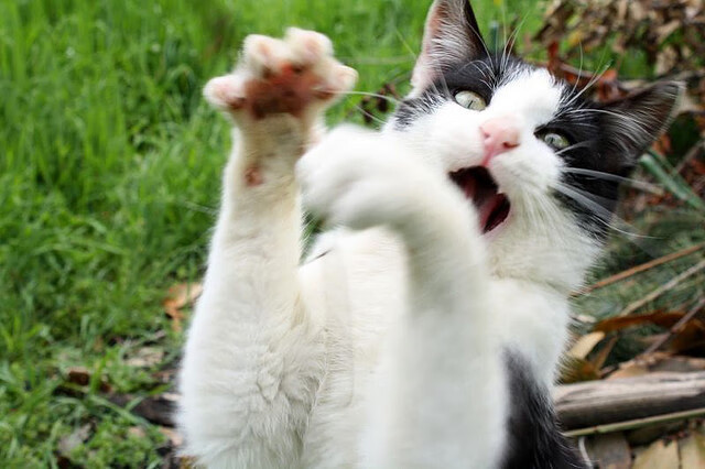 美国队赛制解读:如何通过赛制提升球员的适应能力与灵活性,美国队申请重赛