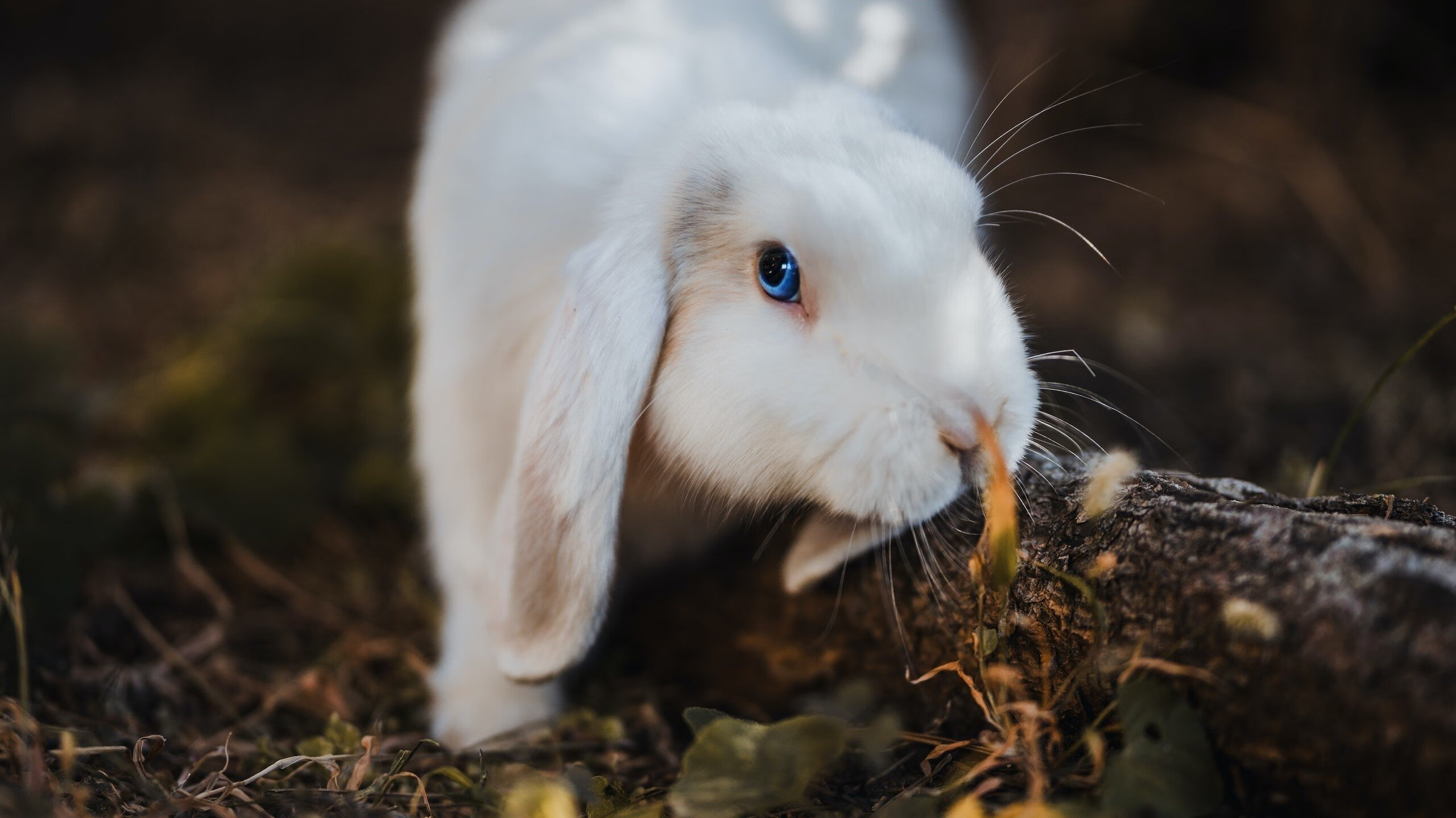 职业球员身体素质考核方式落后,职业球员标准