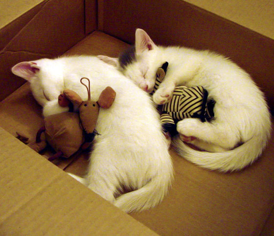 CBA联盟推广球员故事专栏增加情感共鸣,cba推荐cba分析