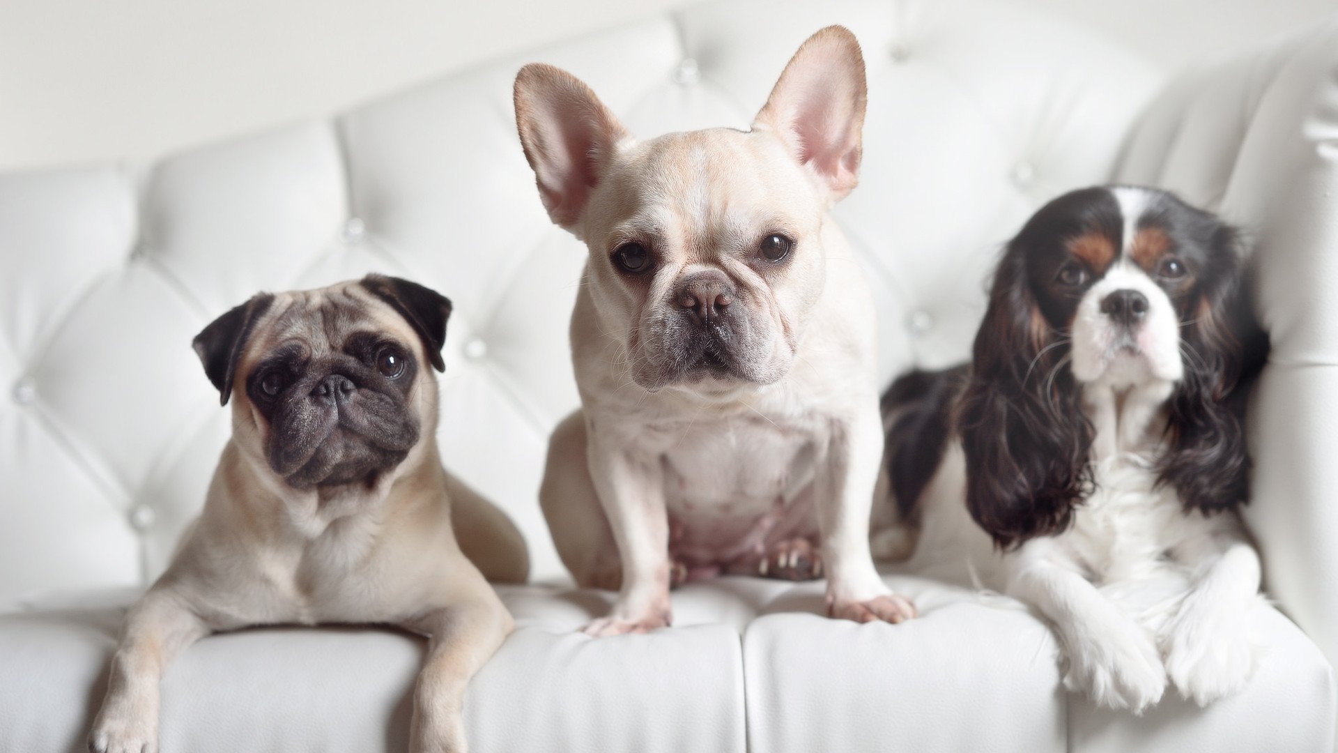 爱游戏体育（AYX）官方APP下载-唐纳德·高尔的决断力成为袋鼠队战术体系的一大亮点