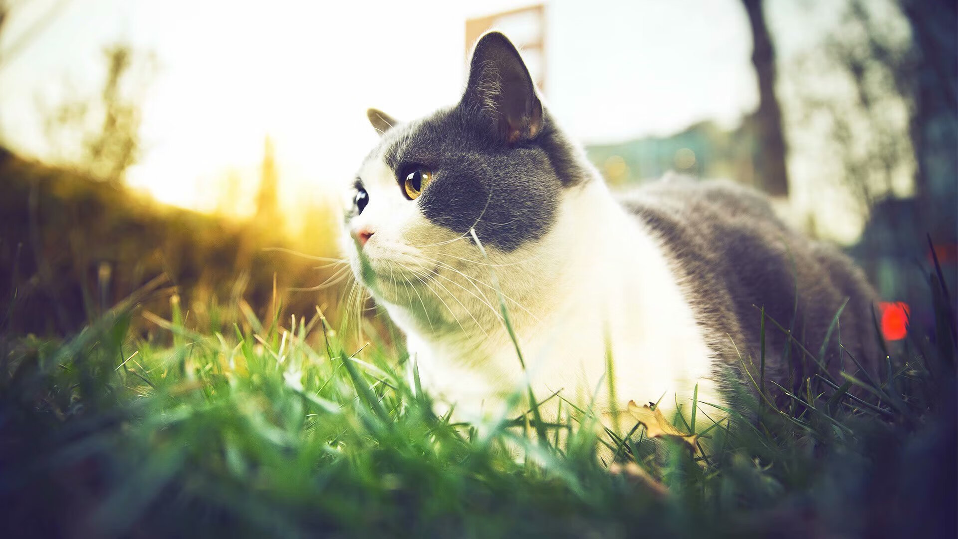 爱游戏下载-米兰双雄奋勇争冠，意甲走向高潮