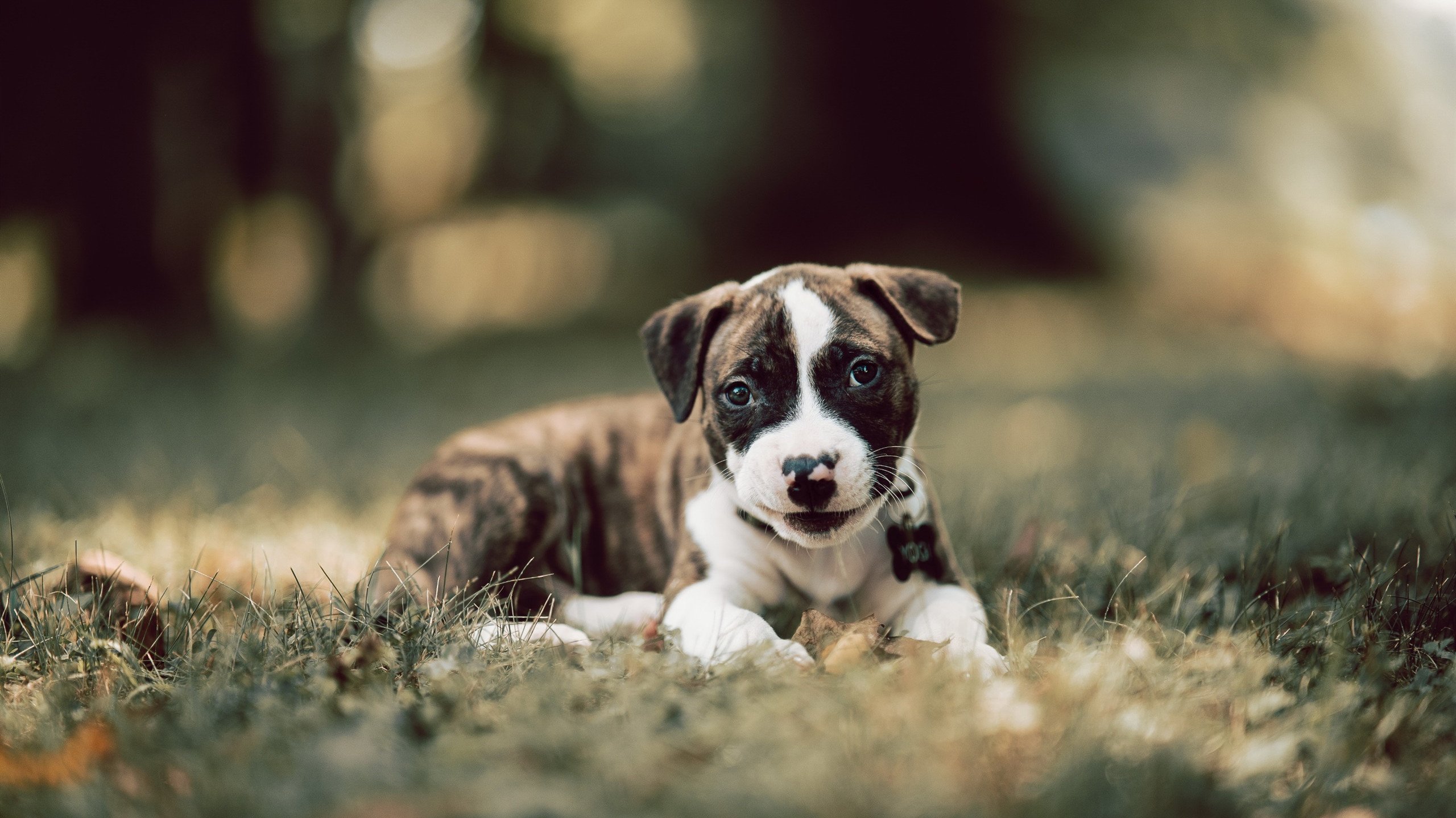 爱游戏app下载-约翰·恩多耶-布鲁阿尔以坚韧精神挑战极限，恩内斯特·布鲁佛