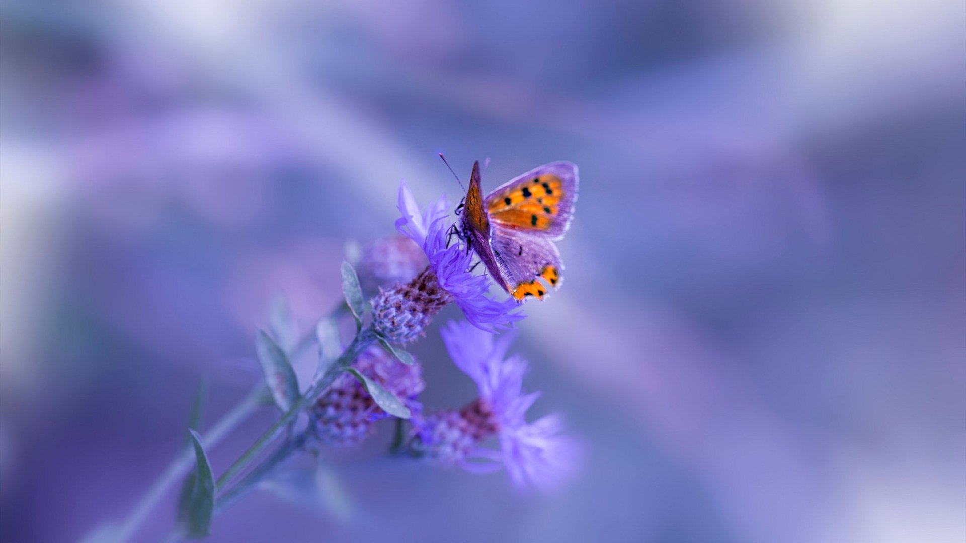 爱游戏-英超冠军角逐：胜利只差一步的紧张决战，英超 冠军