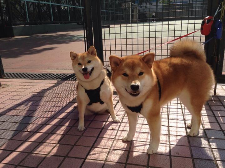 爱游戏娱乐平台-阿根廷年轻力量崭露头角，国家队未来充满希望